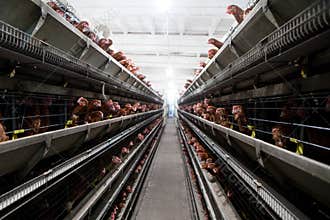 Chicken farm