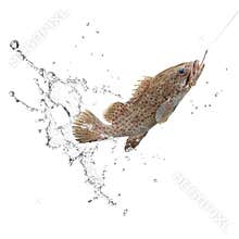 Catch of fish