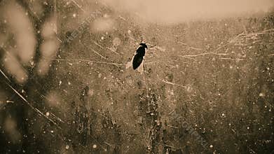 Gadfly on dirty window glass at scary haunted house, threat of catching disease