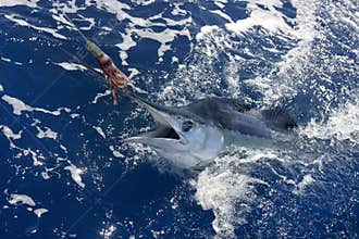 Beautiful white marlin real billfish sport fishing