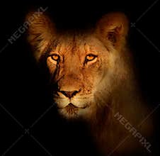 African lion portrait