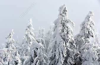 Frozen Pine Covered With Frost