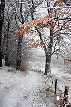 Danish winter