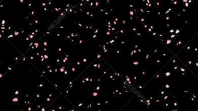 Falling sakura cherry blossom with alpha, looped