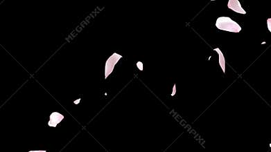 Petals sakura cherry blossom falling with alpha for overlays, looped close up