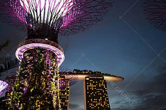 Super Trees Night Scene at Singapore Gardens by the Bay