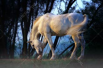 White horse
