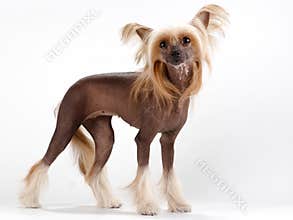 Chinese Crested Dog female