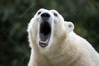 Polar bear