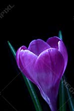 Violet Crocus spring flower
