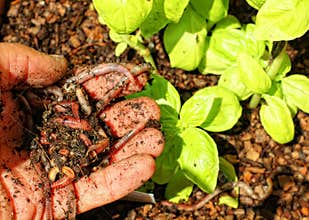 Worm compost