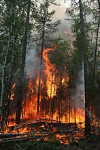 Forest fire