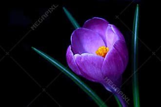 Violet Crocus spring flower