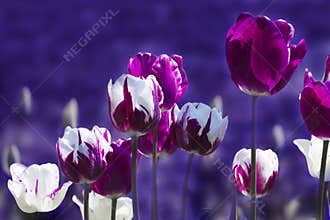 Ultra violet and white tulips in spring with blurred background