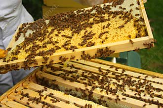Beekeeper inspecting hive