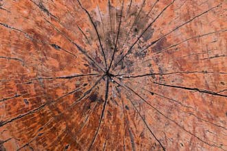 Tree rings old wood texture background,Cross section annual ring