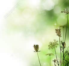 Floral Border