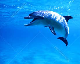 Dolphin