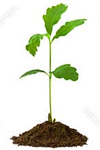 Sapling oak, isolated on a white background