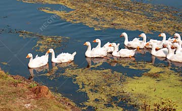 A gaggle of geese crossing the river