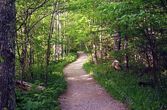 Summer trail through the woods in northern Michigan.