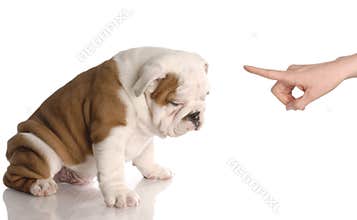 Bad dog
