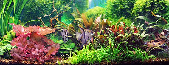 Decorative aquarium