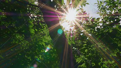 Early morning sun comes up through apple trees at sunrise
