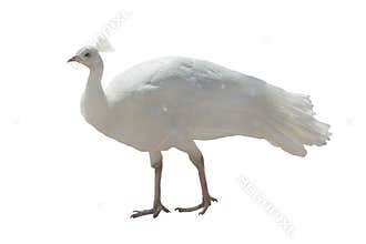 White peacock isolated
