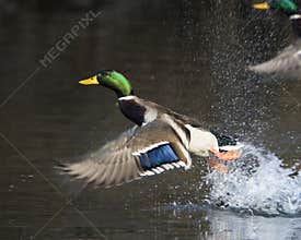 Male Mallard Duck In Flight