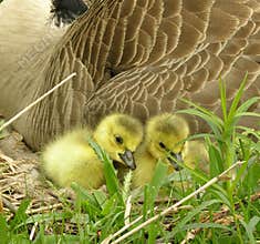 Goose Chicks 3