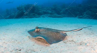 Swimming Sting Ray