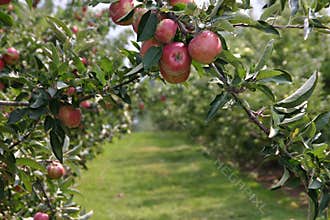 Apple Orchard