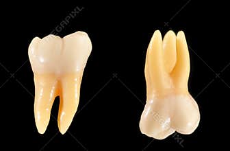 Molar teeth isolated on black