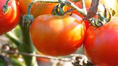 Ripe tomato fruit on the plant. Harvest of tomatoes in a garden