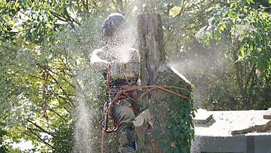 Female Arborist cutting down a tree