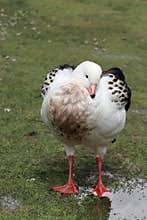 Andean Goose