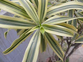Green and yellow leaves of Dwarf Variegated Flax lily plant
