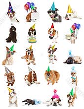 Collection of Birthday Party Dog Photos