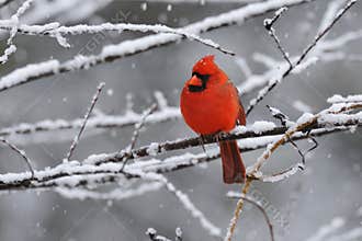 Cardinal Snow 4