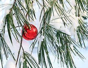 Shiny red xmas ball in a pine tree