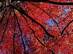 Etude in red and blue