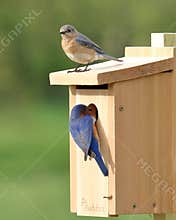 Eastern Bluebird Pair Selecting A Nest Box