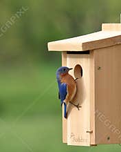 Eastern Bluebird Pair Selecting A Nest Box