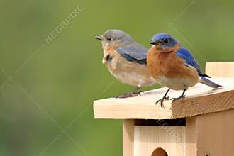 Eastern Bluebird Pair Selecting A Nest Box