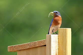 Male Bluebird Bringing Food to Nest Box