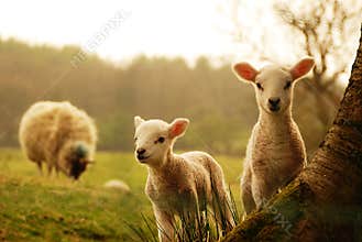 Spring Lambs looking directly at you
