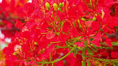 Flame Trees Vibrant Red Flowers HD Stock Footage