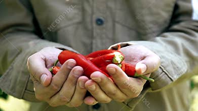Farmer holding ripe vegetables in organic garden