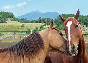 Two horses kissing